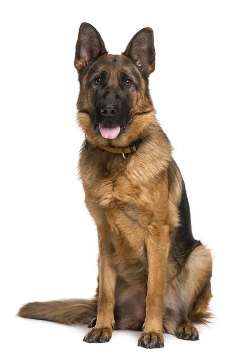German Shepherd Growth Stages Monthly Size And Weight With Pictures