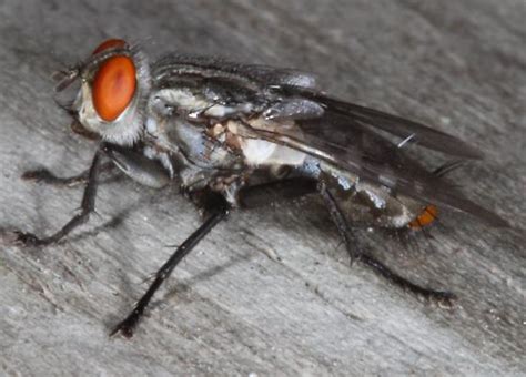 Striped Fly With Light Colored Abdominal Tip Bugguidenet