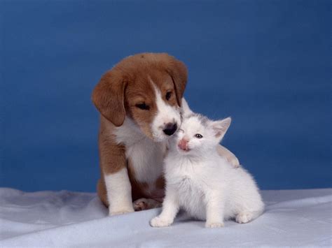 Kittens Wallpapers Pets Cute And Docile