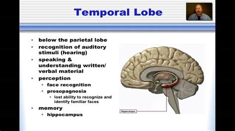 When frontal lobe damage manifests as motor weakness, rehabilitation can help you optimize your existing motor function. Temporal Lobe - YouTube