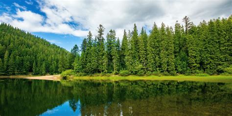 Lake Among Spruce Forest Stock Image Image Of Mountain 217673797