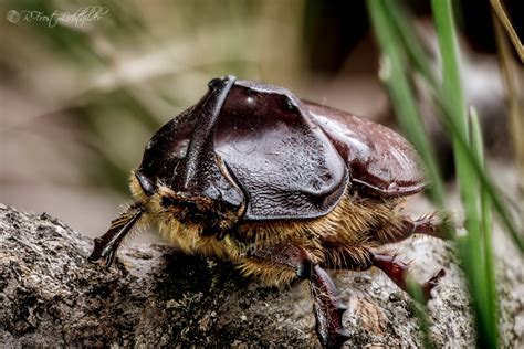 Der nashornkäfer (oryctes nasicornis) ist ein käfer aus der der familie der blatthornkäfer (scarabaeidae). Nashornkäfer Foto & Bild | tiere, wildlife, insekten ...