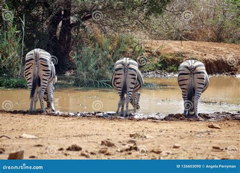 Zebras By A Watering Hole Stock Photo Image Of Southern 126603090