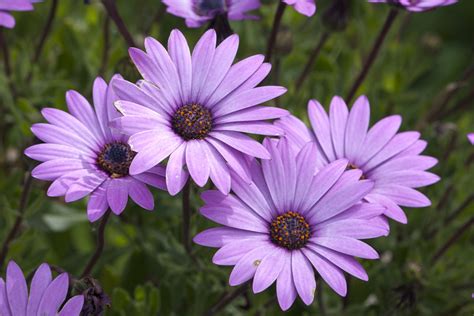 Flowers Purple Daisy Free Stock Photo Public Domain Pictures