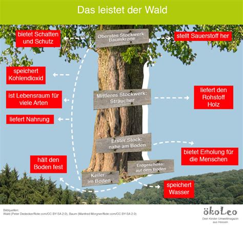 Einige tierarten besiedeln mehrere schichten, andere wiederum nur eine bestimmte. Im Wald gibt es immer etwas zu entdecken! Im Herbst zum ...