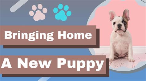 Bringing Home A New Puppy Care And Training Tips Best Dog Training