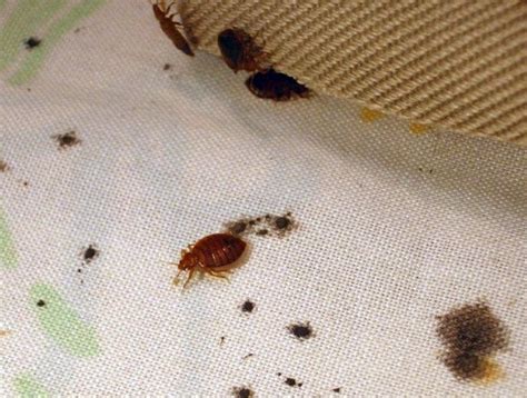 Bed Bug Extermination Waterloo Waterloo Pest