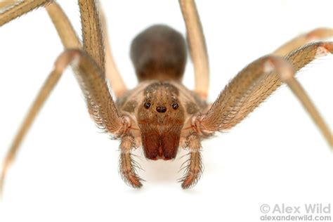 How To Tell If A Spider Is Not A Brown Recluse Spiderbytes