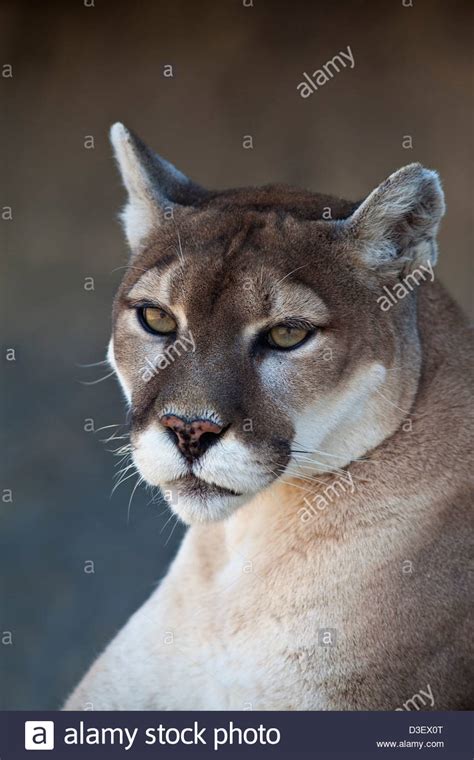 A Close Up Shot Of A Mountain Lion Puma Concolor Stock Photo Alamy