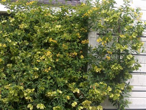 The stems climb by twining around a slender support. Mascagnia macroptera - butterfly vine (great vine for ...