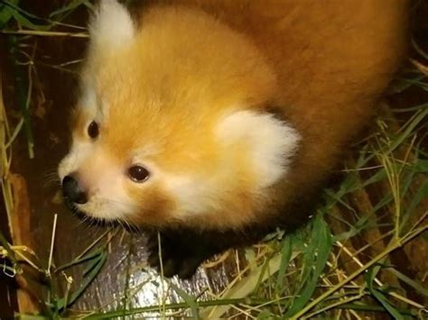 Meet Willie The Zoos New Red Panda Cub