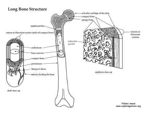 Bones Anatomy Of Long Bones