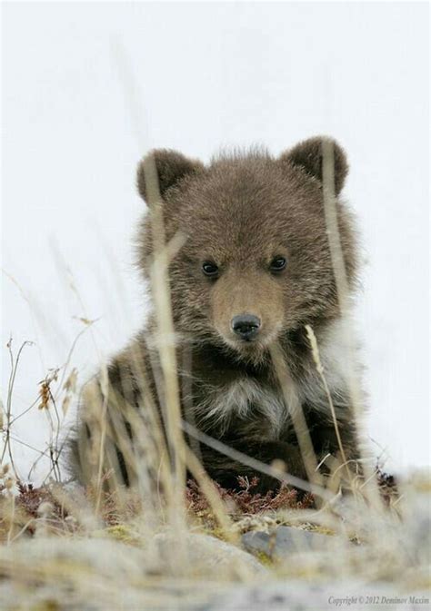 A Cute Kodiak Bear Cub You Can See The White Natal Ring They Lose