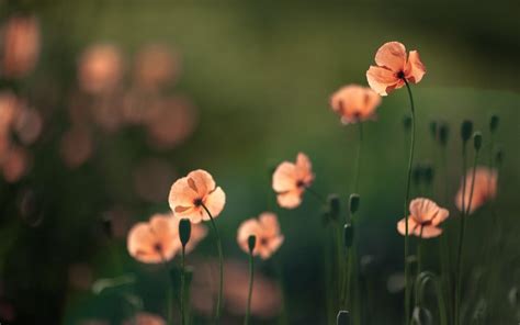 Flowers Poppies Nature Hd Desktop Wallpaper Widescreen High