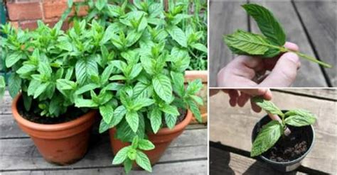12 Reasons Why You Should Grow Mint At Home And How To Do It