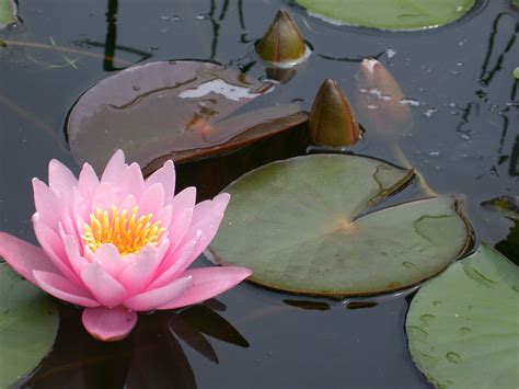 Meanings Unveiled What Does A Water Lily Really Symbolize Gardenerdy