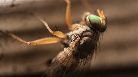 Sand Flies Facts And Information