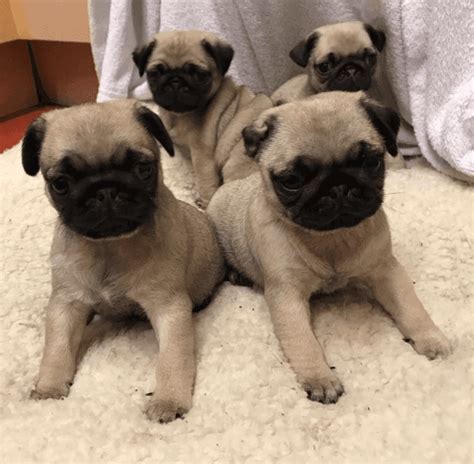 Puglife babypugs pugpuppies cutesmallpuppies cutesmalepugs. Pug Puppies For Sale | New Jersey 27, NJ #296584 | Petzlover