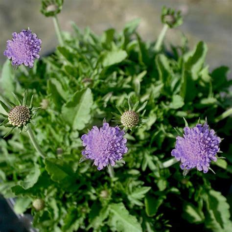 Scabiosa Columbaria Blue Note Pincushion Flower From Sandys Plants