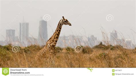 Giraffe In Nairobi Kenya Royalty Free Stock Photo