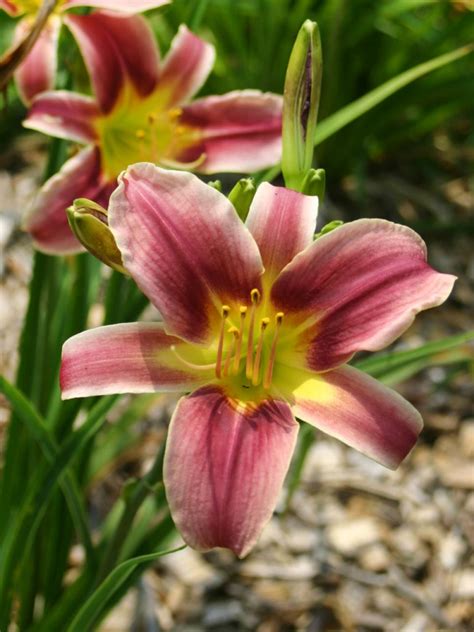 We did not find results for: Daylily Varieties | Daylily Photos | HGTV