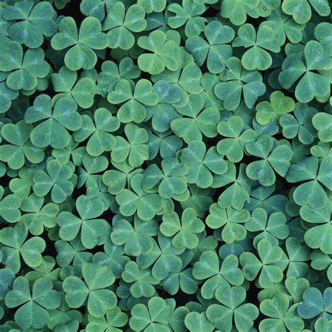 Curious Questions Why Are Four Leaf Clovers Lucky Country Life