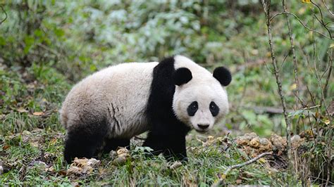 Panda ‘fakes Pregnancy To Win More Food Closer
