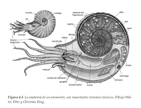 Cuaderno De Campo Sobre Los Ammonites