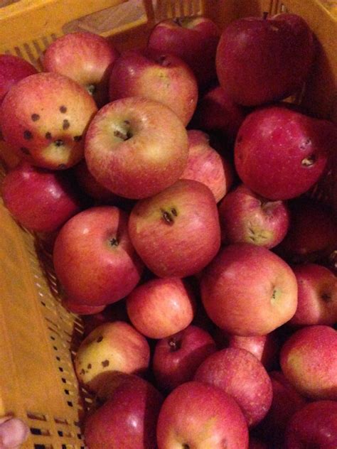 Shinano Sweet Apples Not Organic For Juicing Baking Kilo Nagano Naturally