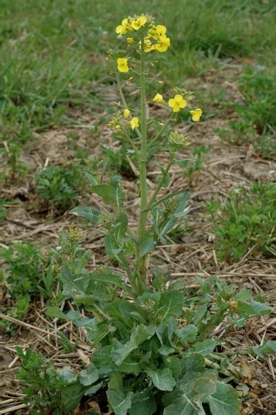 From storage to weighing to sorting to mixing to cutting (rather than crushing) into mustard. Brassica rapa - L.