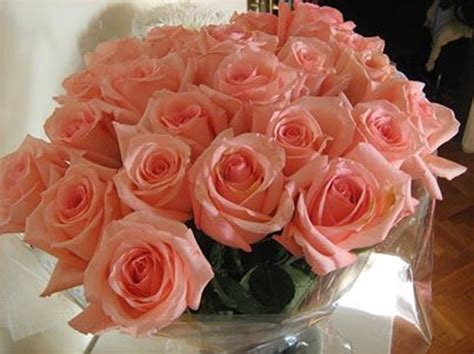 Free delivery and returns on ebay plus items for plus members. 12 best ROSES - PEACH COLORED images on Pinterest ...