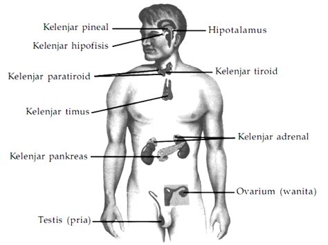 Maybe you would like to learn more about one of these? Biology for Update: Sistem Hormon Pada Manusia