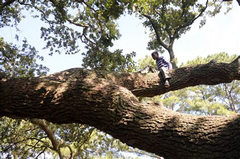 Remarkable Trees Of Virginia The Emancipation Oak