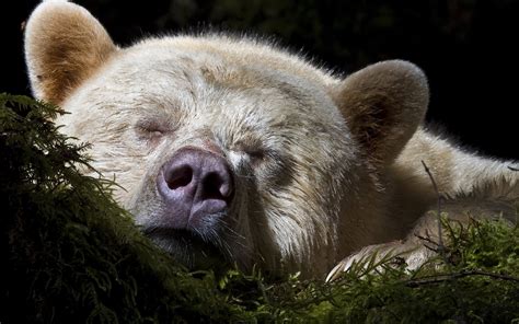 Спящий медведь обои для рабочего стола картинки фото