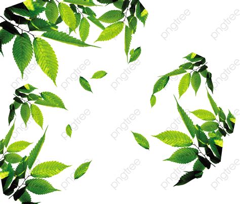 Tea Tea Leaves Leaf Floating Leaves, Tea, Leaves, Leaf PNG Transparent Clipart Image and PSD ...