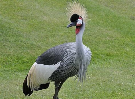 I paesi non devono abbassare la guardia ma mantenere alto il livello di controllo e prevenzione. Influenza aviaria, nuovo focolaio in Italia: preoccupano i ...