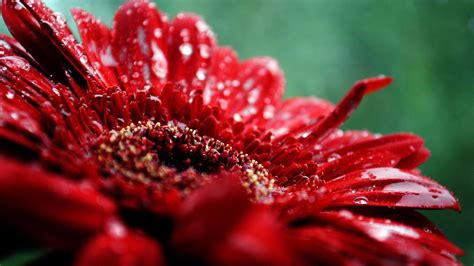 Red Flower Wallpapers Wallpaper Cave