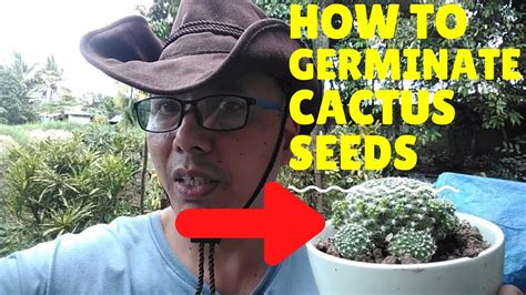 The art of germinating cannabis seeds. how to germinate cactus seeds - YouTube