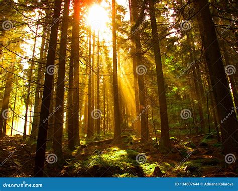 The Sun Shines Through The Trees In Forest Stock Photo Image Of
