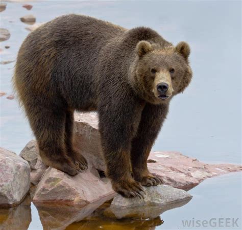 What Are Some Different Types Of Bears With Pictures