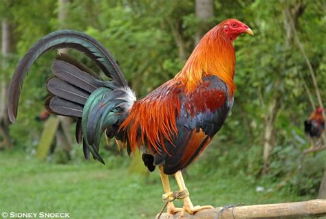 The Quintessential Philippine Fighting Cock My Style Pinterest