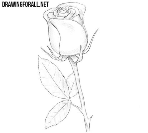 Black And White Pencil Drawing Of Rose With Stem And Leaves Drawing