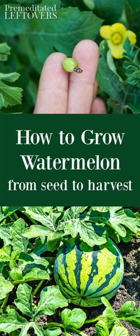 If you're a fan of marigolds too, you probably purchase a flat or two every year to add to your own vegetable garden, or arrange in your flower beds or planters. How to Grow Watermelon