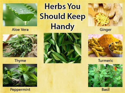 15 Healing Herbs That You Should Keep Handy
