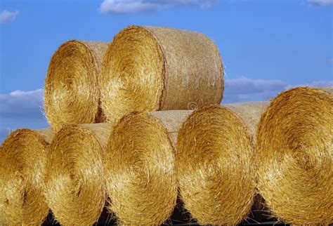Straw Bales Stock Image Image Of Tied Stack Feed Bundle 139263