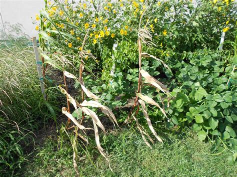 The Perennial Agriculturalist Zea Mays Root System