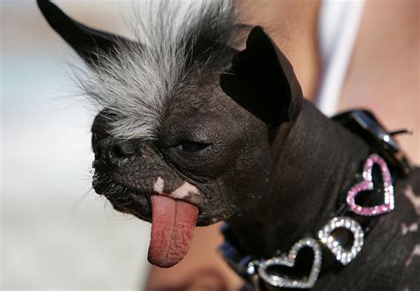 Elwood Former Worlds Ugliest Dog Dies In South Jersey West