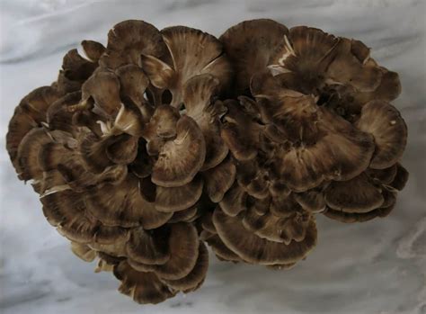 Pickled Hen Of The Woods Mushroom Recipe Forager Chef