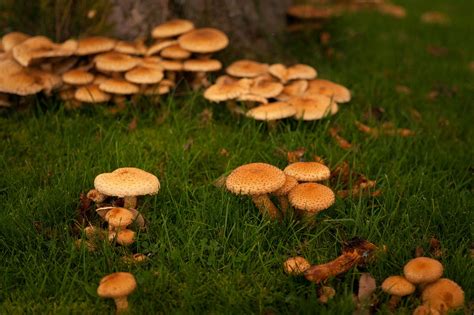 Autumn Fall Mushrooms Free Photo On Pixabay Pixabay