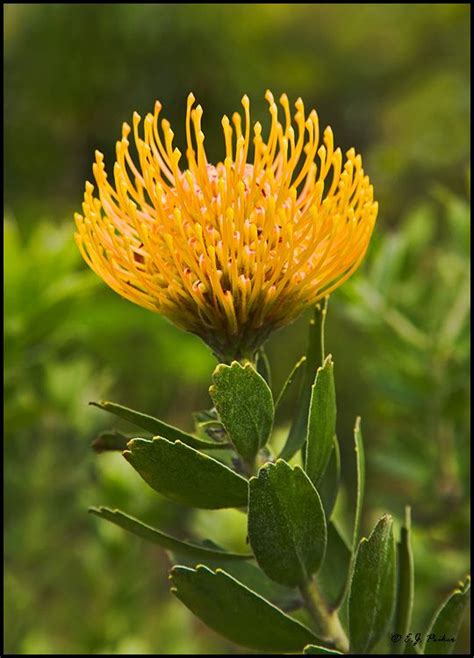 Pincushion Protea Makes Beautiful Cut Flower Single Stem Arrangements